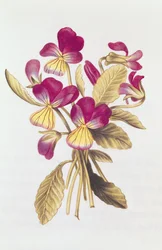 Viola del pensiero, da 